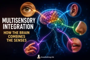 Multisensory Integration