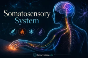 Somatosensory System