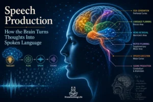 Speech Production